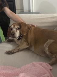 Found/Stray Female Dog last seen Anchor Way, Kannapolis, NC 28083