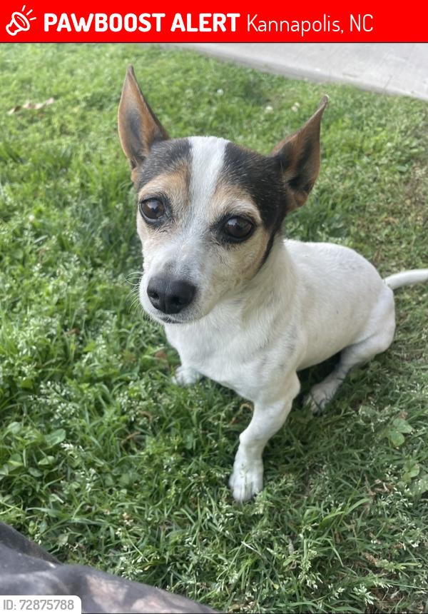 Lost Male Dog last seen Near guinn ave , Kannapolis, NC 28083