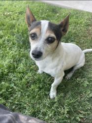 Lost Male Dog last seen Near guinn ave , Kannapolis, NC 28083