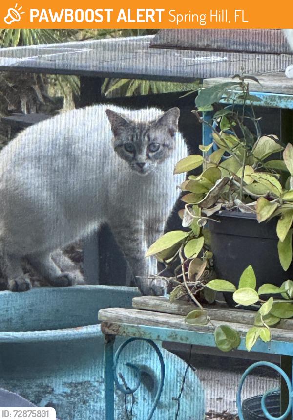 Found/Stray Unknown Cat last seen Wellington at Seven Hills, Spring Hill, FL 34609