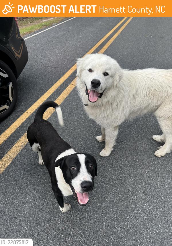 Found/Stray Unknown Dog last seen By dead end , Harnett County, NC 28326