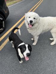 Found/Stray Unknown Dog last seen By dead end , Harnett County, NC 28326
