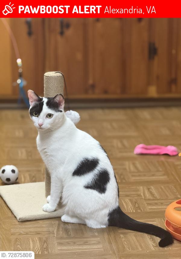Lost Female Cat last seen Ronson Dr & Ronson Ct, Alexandria, VA 22310