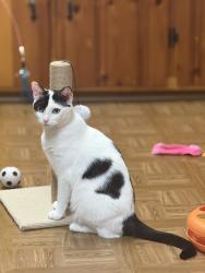 Lost Female Cat last seen Ronson Dr & Ronson Ct, Alexandria, VA 22310