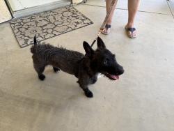 Found/Stray Female Dog last seen Near Embassy suites, Palmdale, CA 93551