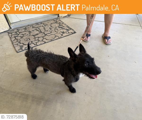 Found/Stray Female Dog last seen Near Embassy suites, Palmdale, CA 93551