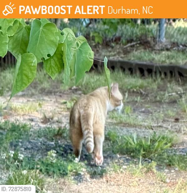 Found/Stray Unknown Cat last seen Highway 54 and Dresden Drive, Durham, NC 27707