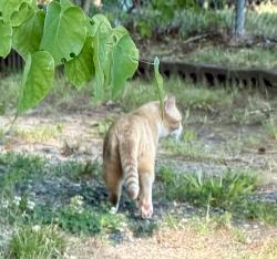 Found/Stray Unknown Cat last seen Highway 54 and Dresden Drive, Durham, NC 27707