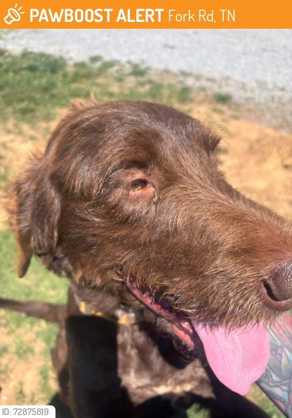 Found/Stray Male Dog last seen Fork Rd Greenback, TN, Fork Rd, TN 37742