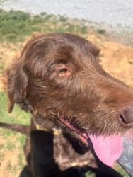 Found/Stray Male Dog last seen Fork Rd Greenback, TN, Fork Rd, TN 37742