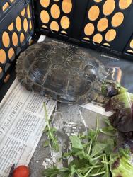 Found/Stray Unknown Reptile last seen Camino del cielo and Fairgreen way, Bonsall, CA 92003
