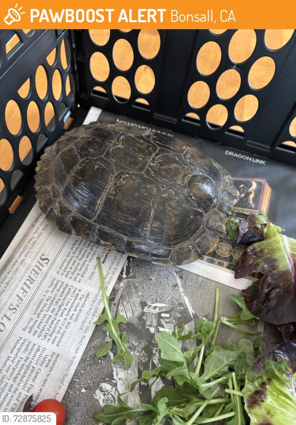 Found/Stray Unknown Reptile last seen Camino del cielo and Fairgreen way, Bonsall, CA 92003