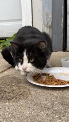 Found/Stray Male Cat last seen near linss supermarket and Douglas Ave & 6th Ave, Des Moines, IA  , Des Moines, IA 50313