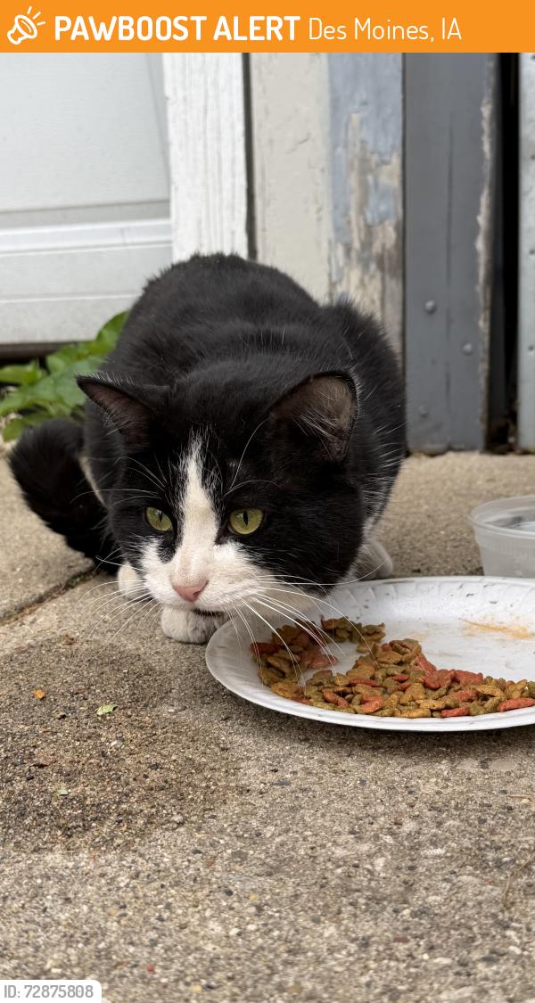 Found/Stray Male Cat last seen near linss supermarket and Douglas Ave & 6th Ave, Des Moines, IA  , Des Moines, IA 50313