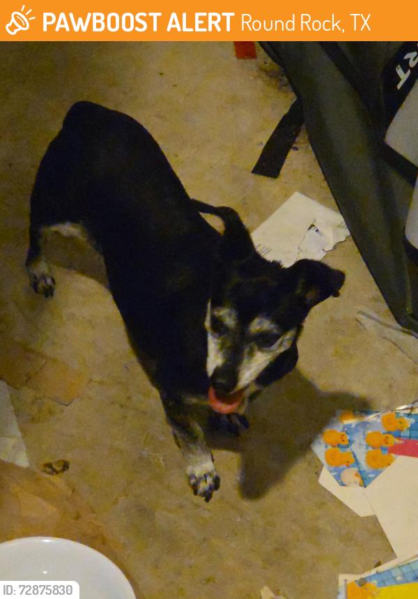 Found/Stray Female Dog last seen Mozart st, Round Rock, TX 78665