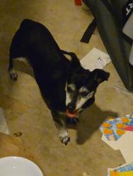 Found/Stray Female Dog last seen Mozart st, Round Rock, TX 78665