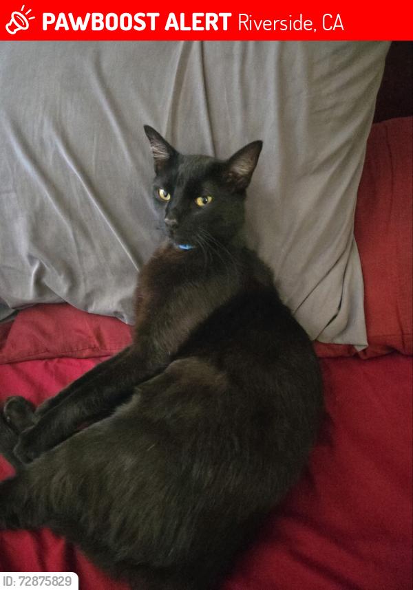 Lost Male Cat last seen McKinley, and Indiana, Riverside, CA 92503