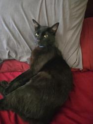 Lost Male Cat last seen McKinley, and Indiana, Riverside, CA 92503