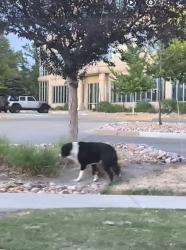 Lost Unknown Dog last seen Econo Lodge at the intersection  of E40th Ave and Kittredge St, Aurora, CO 80011
