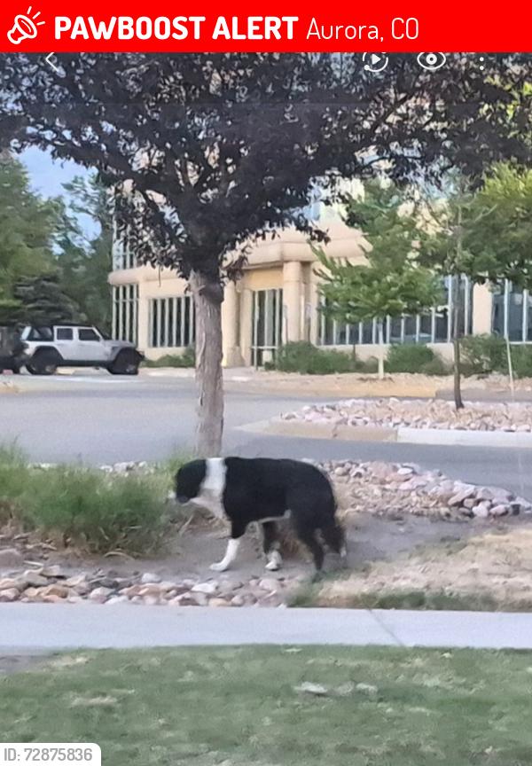 Lost Unknown Dog last seen Econo Lodge at the intersection of E40th Ave and Kittredge St, Aurora, CO 80011