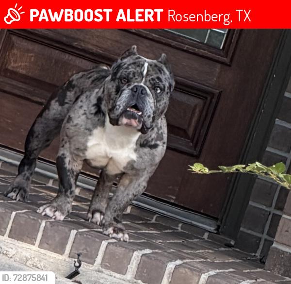 Lost Male Dog last seen Summer Lakes  rosenberg,Tx, Rosenberg, TX 77469