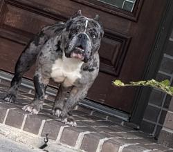Lost Male Dog last seen Summer Lakes  rosenberg,Tx, Rosenberg, TX 77469