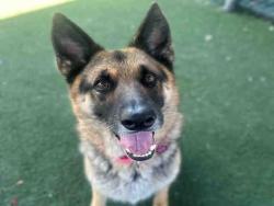 Shelter Stray Male Dog last seen ORO ST, Bonita, CA 91902