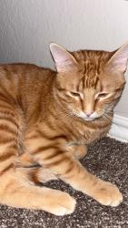 Reunited Male Cat last seen Lola ln and Susan Lee ln, North Richland Hills, TX 76180