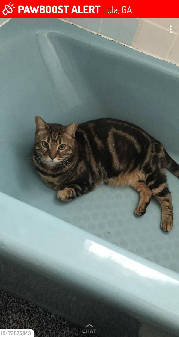 Lost Male Cat last seen Pine station drive, Lula, GA 30554
