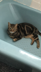 Lost Male Cat last seen Pine station drive, Lula, GA 30554