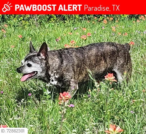 Lost Female Dog last seen CR 3677, Paradise, TX 76073