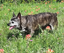 Lost Female Dog last seen CR 3677, Paradise, TX 76073
