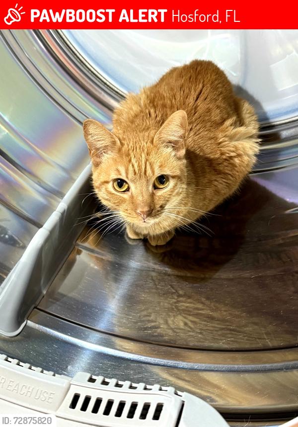 Lost Male Cat last seen 77th and Kentwood Avenue, Los Angeles, Hosford, FL 32334