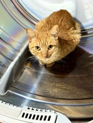 Lost Male Cat last seen 77th and Kentwood Avenue, Los Angeles, Hosford, FL 32334