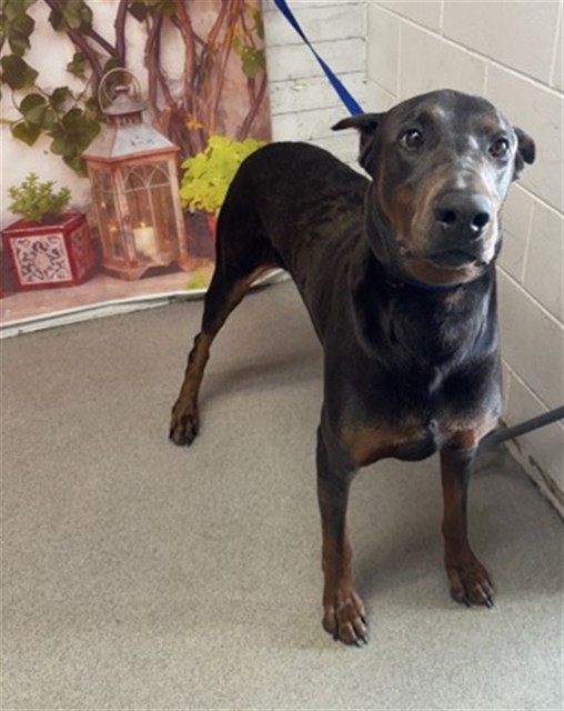 Shelter Stray Male Dog last seen TAMARIND/BARBEE, San Bernardino, CA 92401
