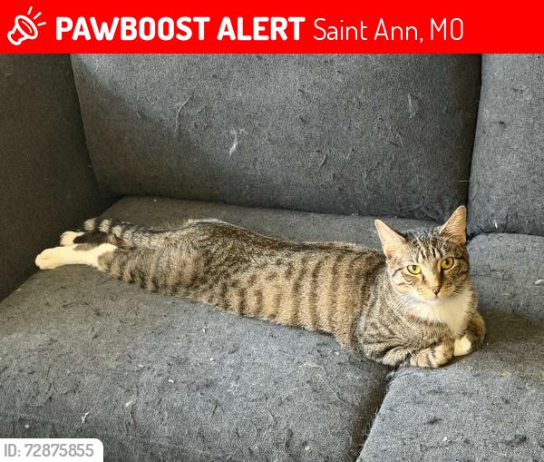 Lost Male Cat last seen St Charles Rock Road, Saint Ann, MO 63074