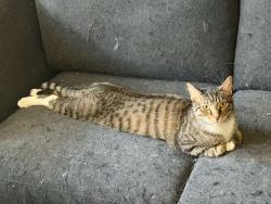 Lost Male Cat last seen St Charles Rock Road, Saint Ann, MO 63074