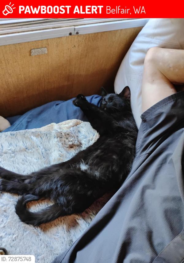 Lost Male Cat last seen Off of waterthrush ln Cross Rd. Cedar off of highway 303 in belfair,wa, Belfair, WA 98528