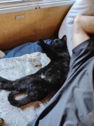 Lost Male Cat last seen Off of waterthrush ln Cross Rd. Cedar off of highway 303 in belfair,wa, Belfair, WA 98528