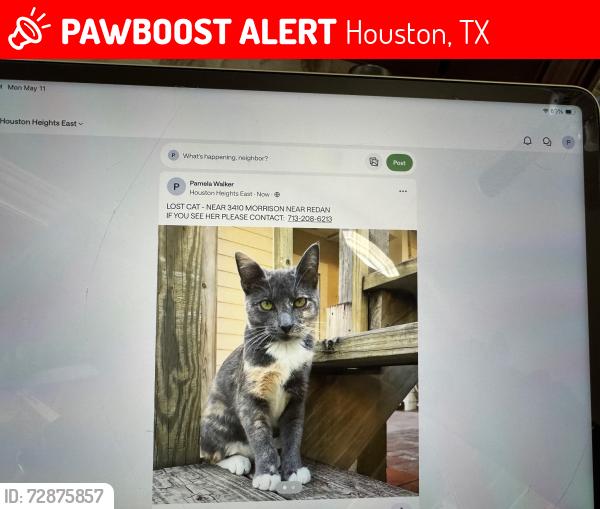 Lost Female Cat last seen Morrison at Redan, Houston, TX 77009