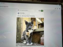Lost Female Cat last seen Morrison at Redan, Houston, TX 77009