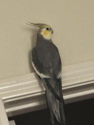 Lost Male Bird last seen Lake , Arcola, TX 77583