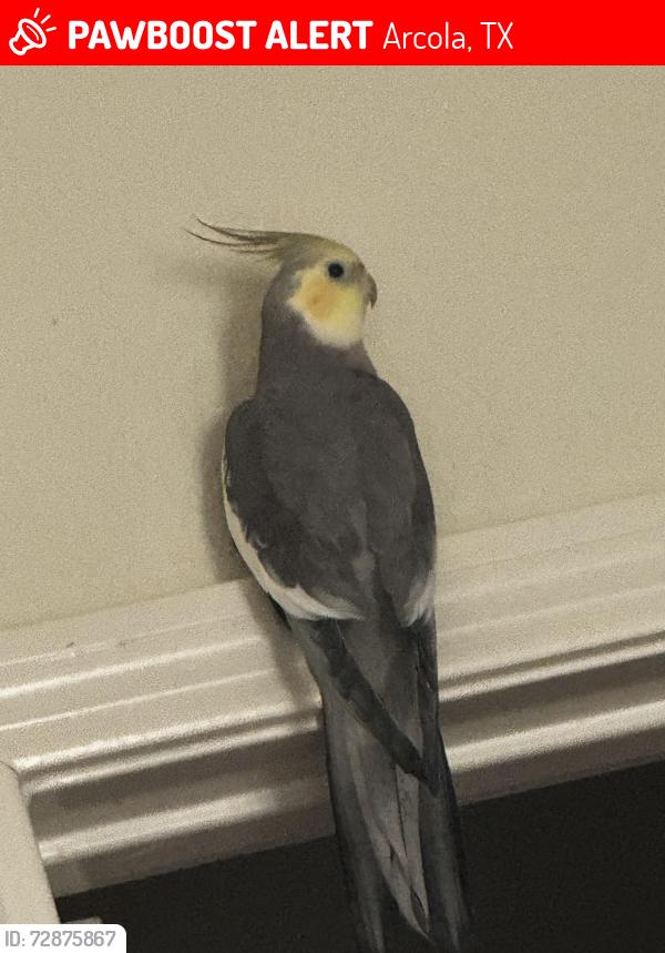 Lost Male Bird last seen Lake , Arcola, TX 77583