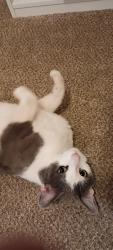 Found/Stray Male Cat last seen Santa Fe Street and Caldwell Avenue, Visalia, CA, Visalia, CA 93277