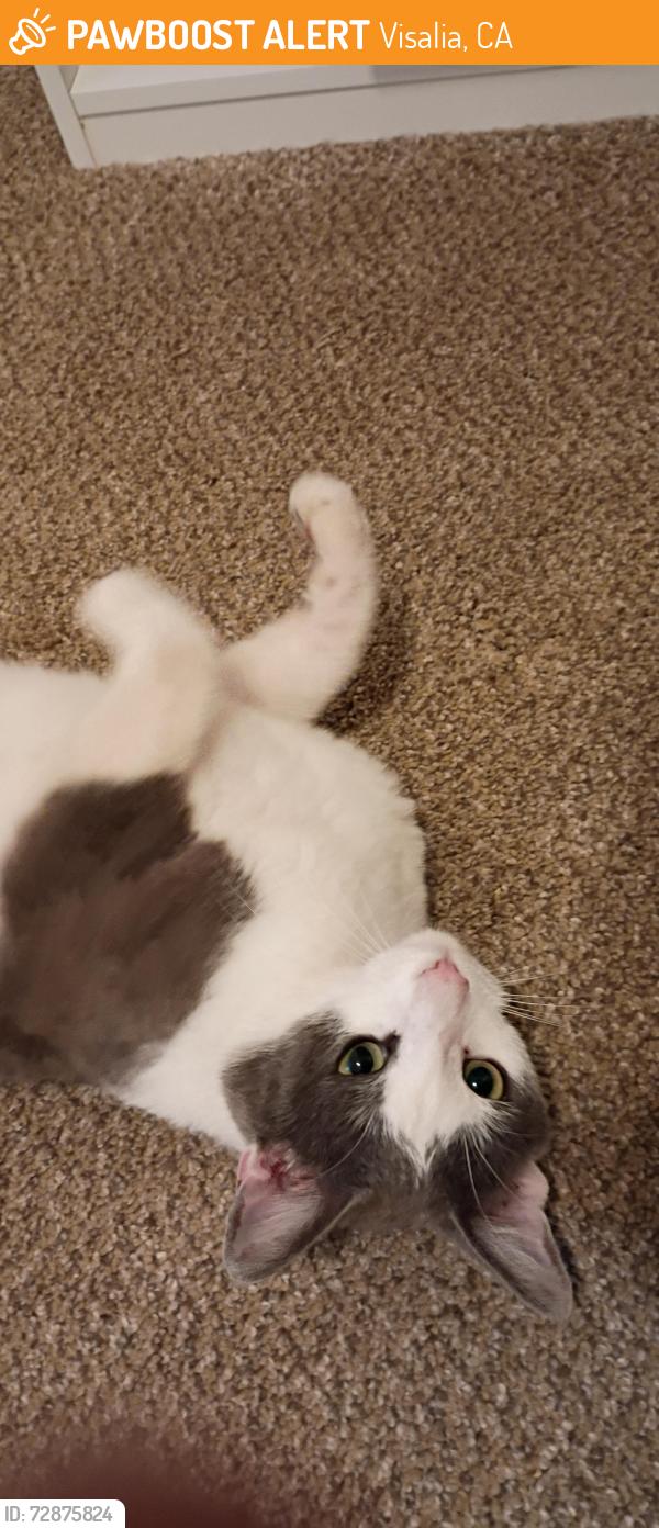 Found/Stray Male Cat last seen Santa Fe Street and Caldwell Avenue, Visalia, CA, Visalia, CA 93277