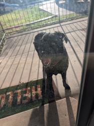Reunited Unknown Dog last seen Tulane street, San Angelo, TX 76904