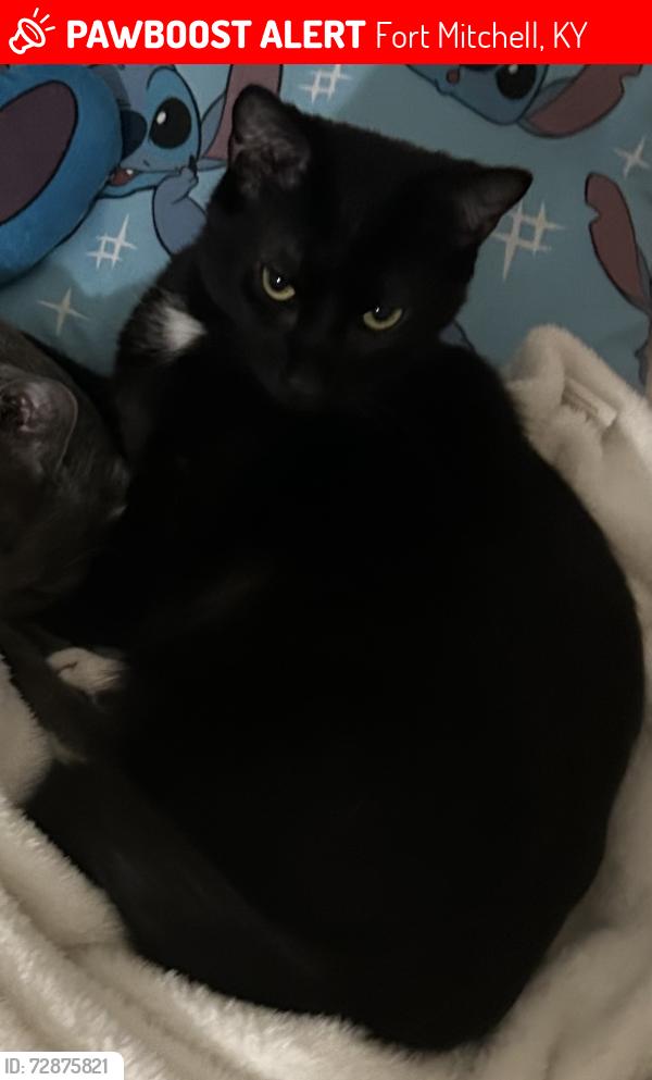 Lost Male Cat last seen The woods behind the Loft apmts, building 901 in Villa Hills , Fort Mitchell, KY 41017