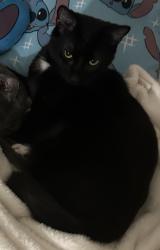 Lost Male Cat last seen The woods behind the Loft apmts, building 901 in Villa Hills , Fort Mitchell, KY 41017