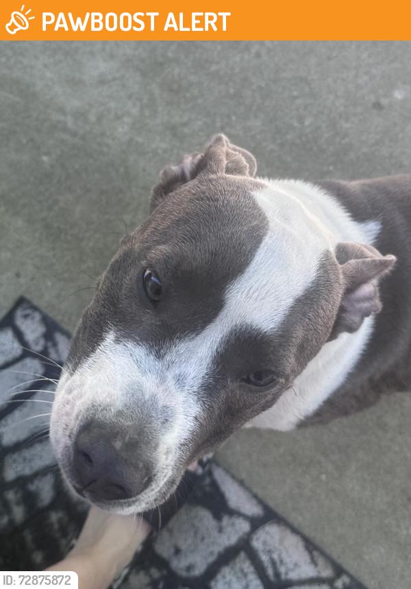 Found/Stray Female Dog last seen N 700 w and W 100 N Greenfield IN, Buck Creek Township, IN 46140