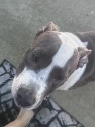 Found/Stray Female Dog last seen N 700 w and W 100 N Greenfield IN, Buck Creek Township, IN 46140